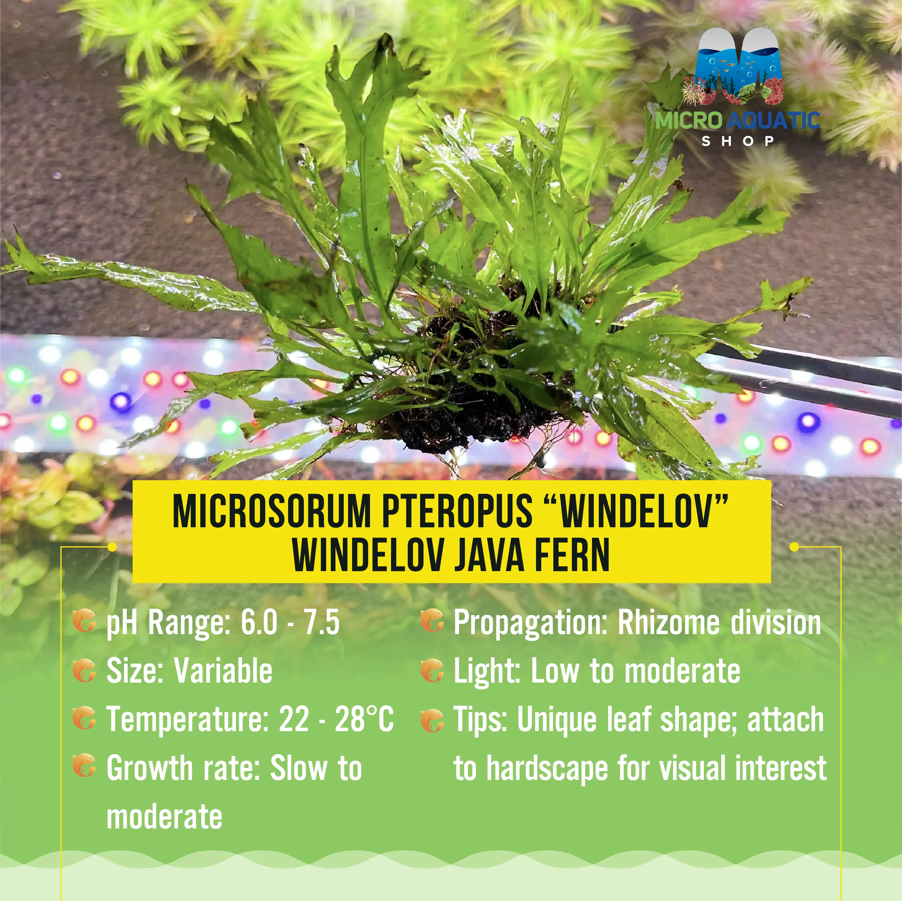 Microsorum pteropus “Windelov” - Windelov Java Fern Micro Aquatic Shop