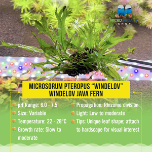 Microsorum pteropus “Windelov” - Windelov Java Fern Micro Aquatic Shop