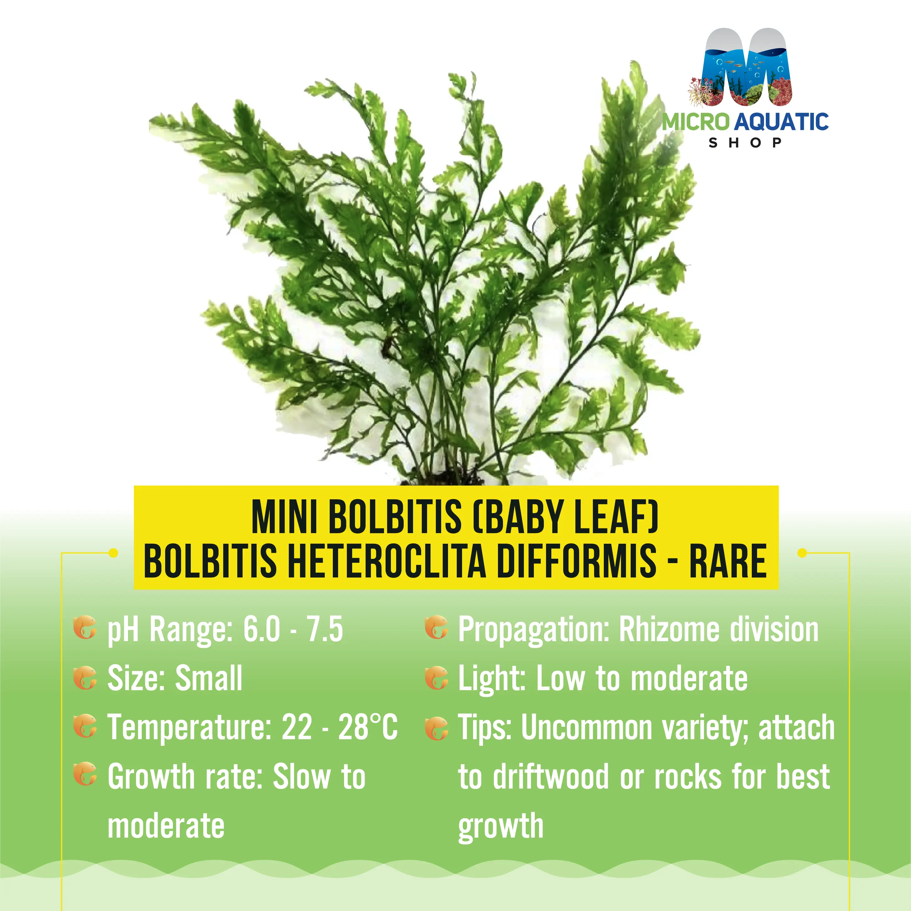 Mini Bolbitis (Baby Leaf) Bolbitis Heteroclita Difformis - Rare Micro Aquatic Shop