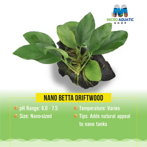 Nano Betta Driftwood Micro Aquatic Shop