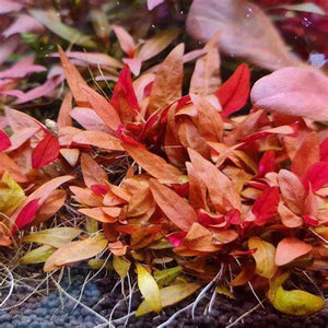 Alternanthera Reinechii "mini" -Front & Mid Ground Micro Aquatic Shop