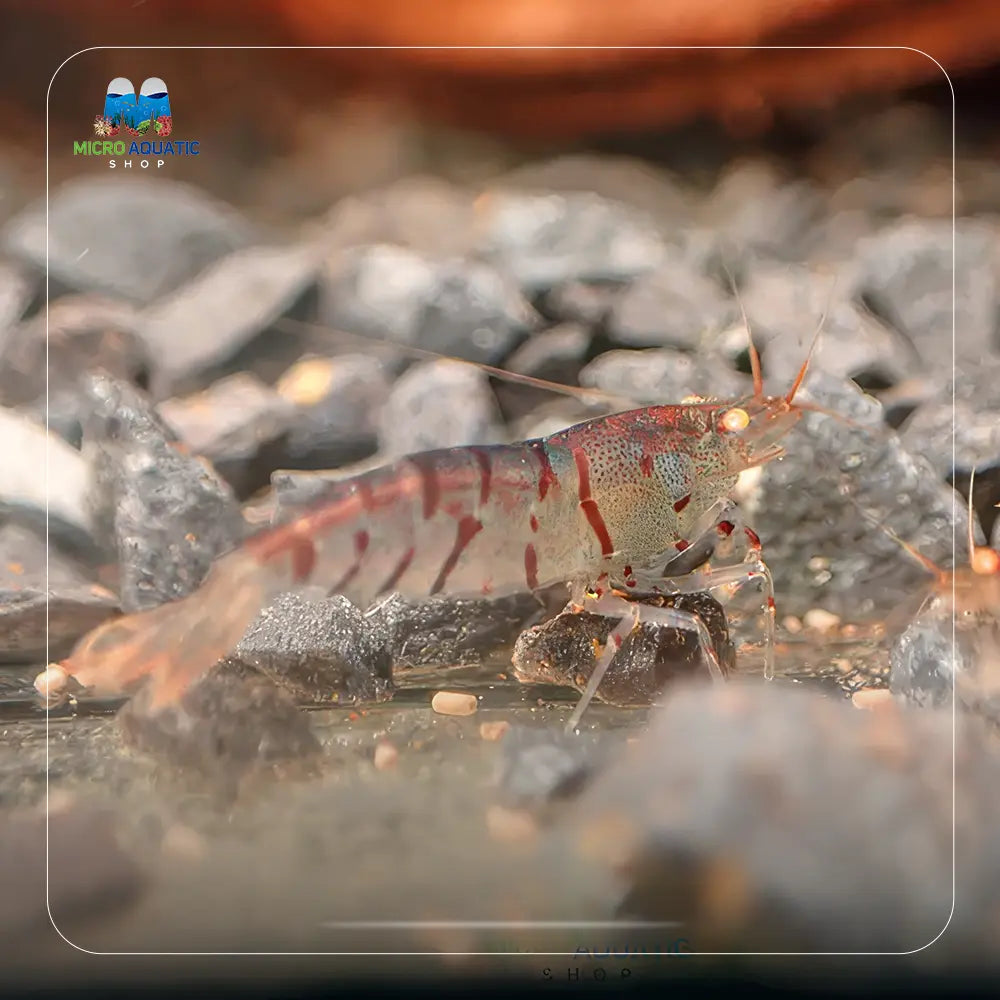 Oebt - Orange Eyes Blonde Tiger Shrimp
