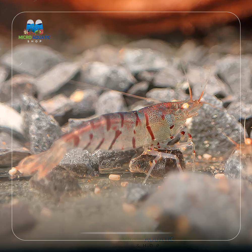Oebt - Orange Eyes Blonde Tiger Shrimp Micro Aquatic Shop