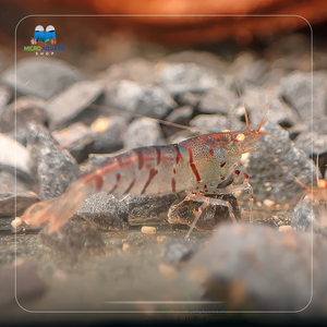 Oebt - Orange Eyes Blonde Tiger Shrimp Micro Aquatic Shop