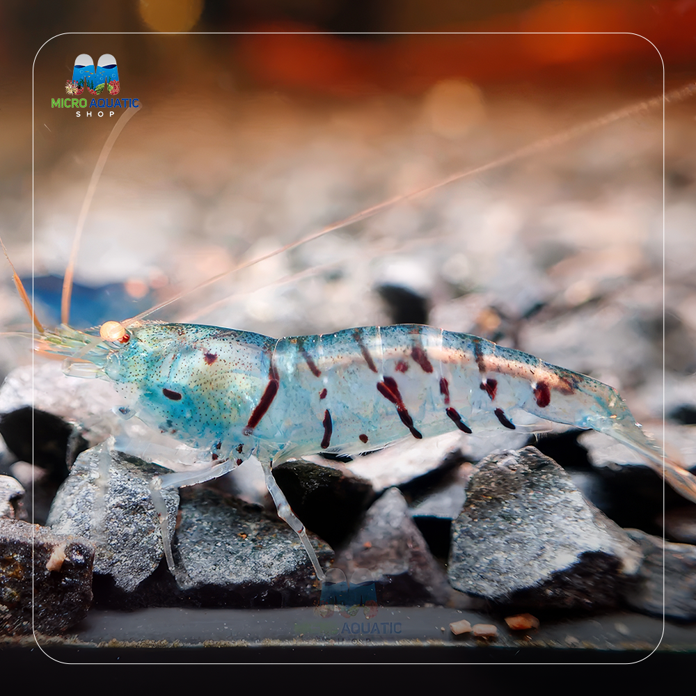 Oebt-Orange Eyes Light Blue Tiger Shrimp