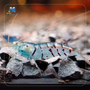 Oebt-Orange Eyes Light Blue Tiger Shrimp Micro Aquatic Shop