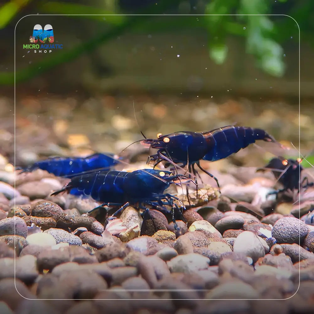 Oebt -Royal Tiger Shrimp