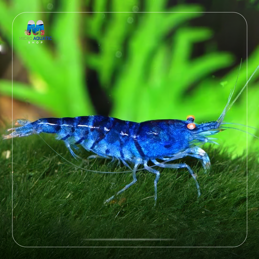 Orange Eyes - Higher Blue Tiger Shrimp