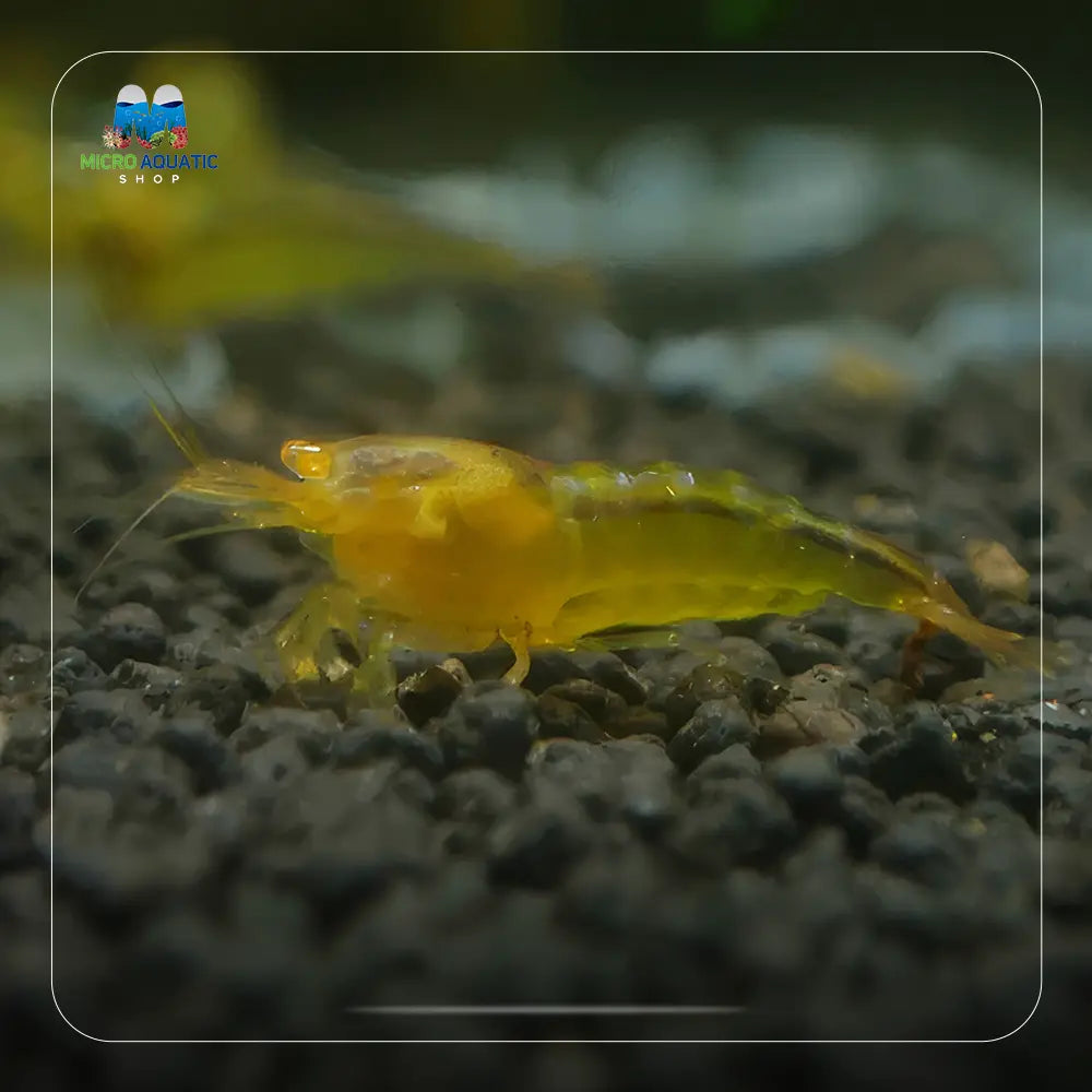 Orange Eyes Gold Shrimp