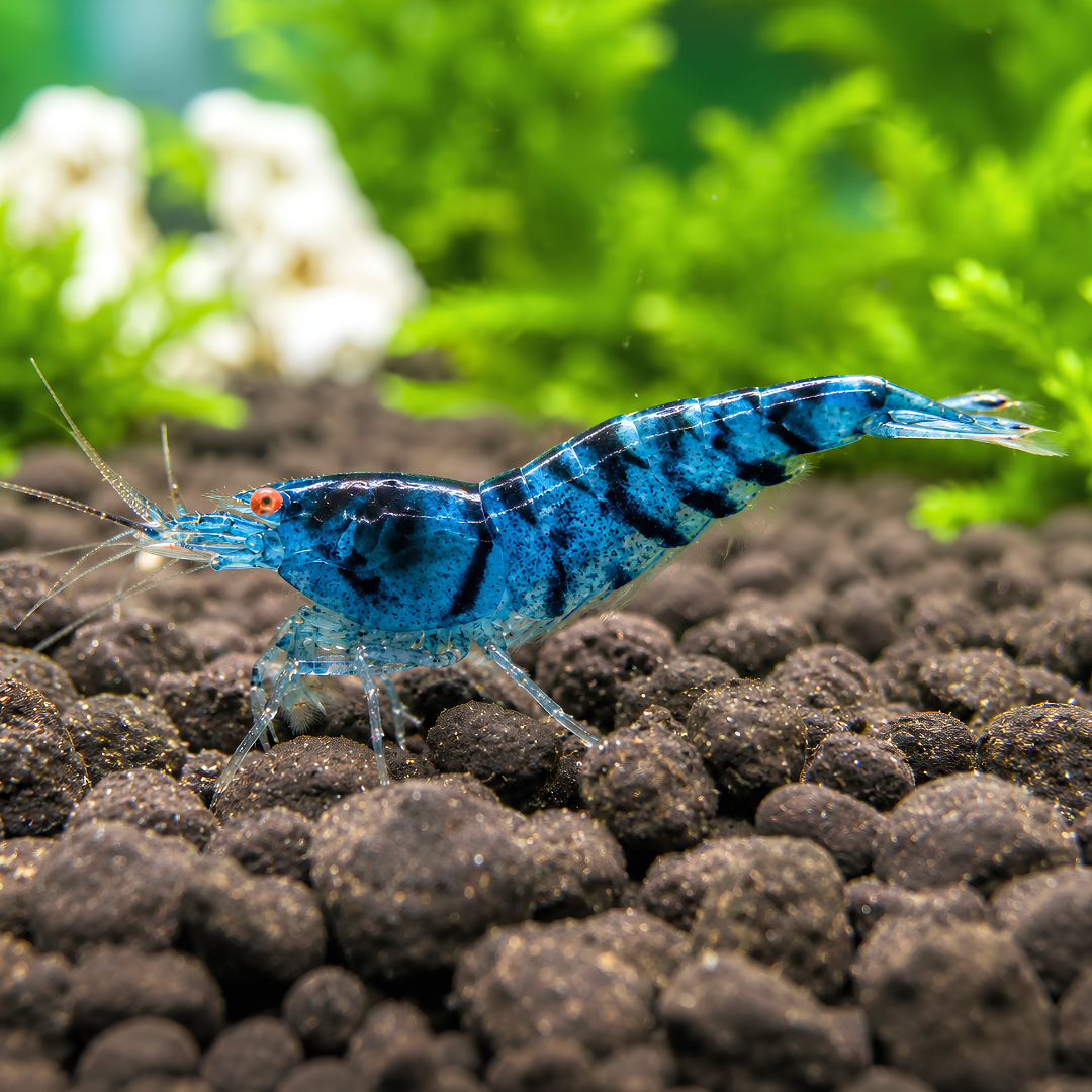 Tiger Shrimp - Orange Eyes Blue Tiger (OEBT) 1cm