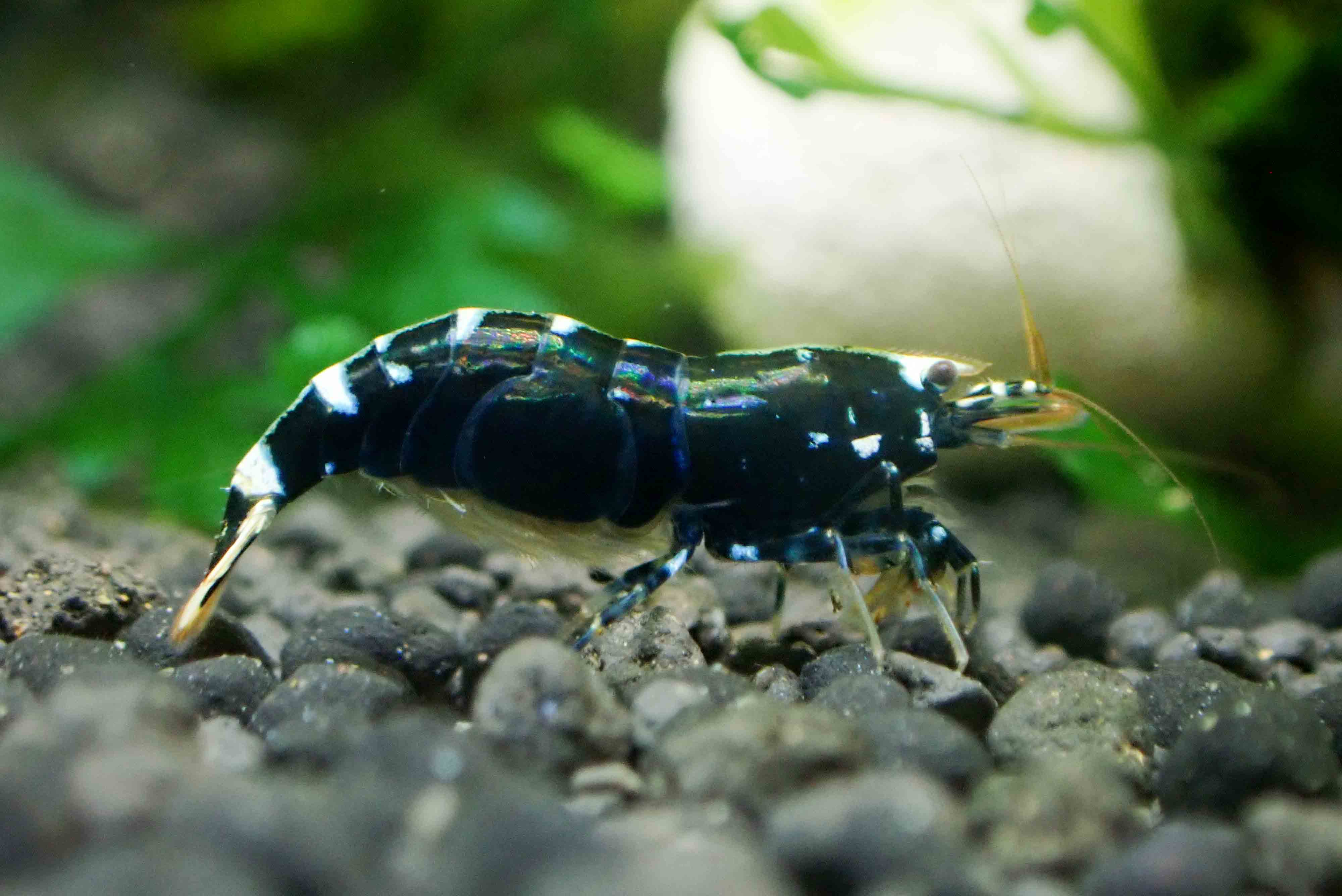Black King Kong Shrimp Micro Aquatic Shop