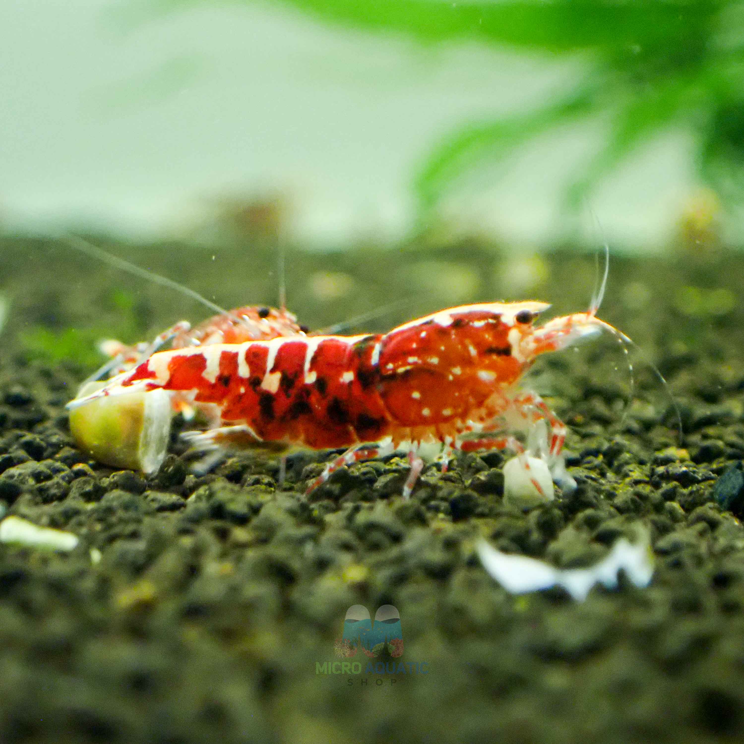 Deep Red Galaxy Tiger Medium - High Grade