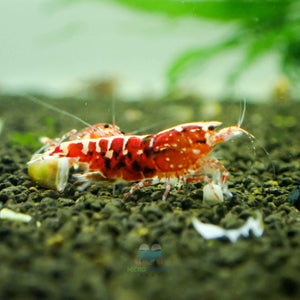 Deep Red Galaxy Tiger Medium - High Grade Micro Aquatic Shop