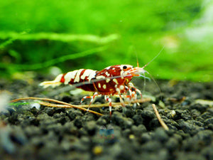 Deep Red Galaxy Tiger Medium - High Grade Micro Aquatic Shop