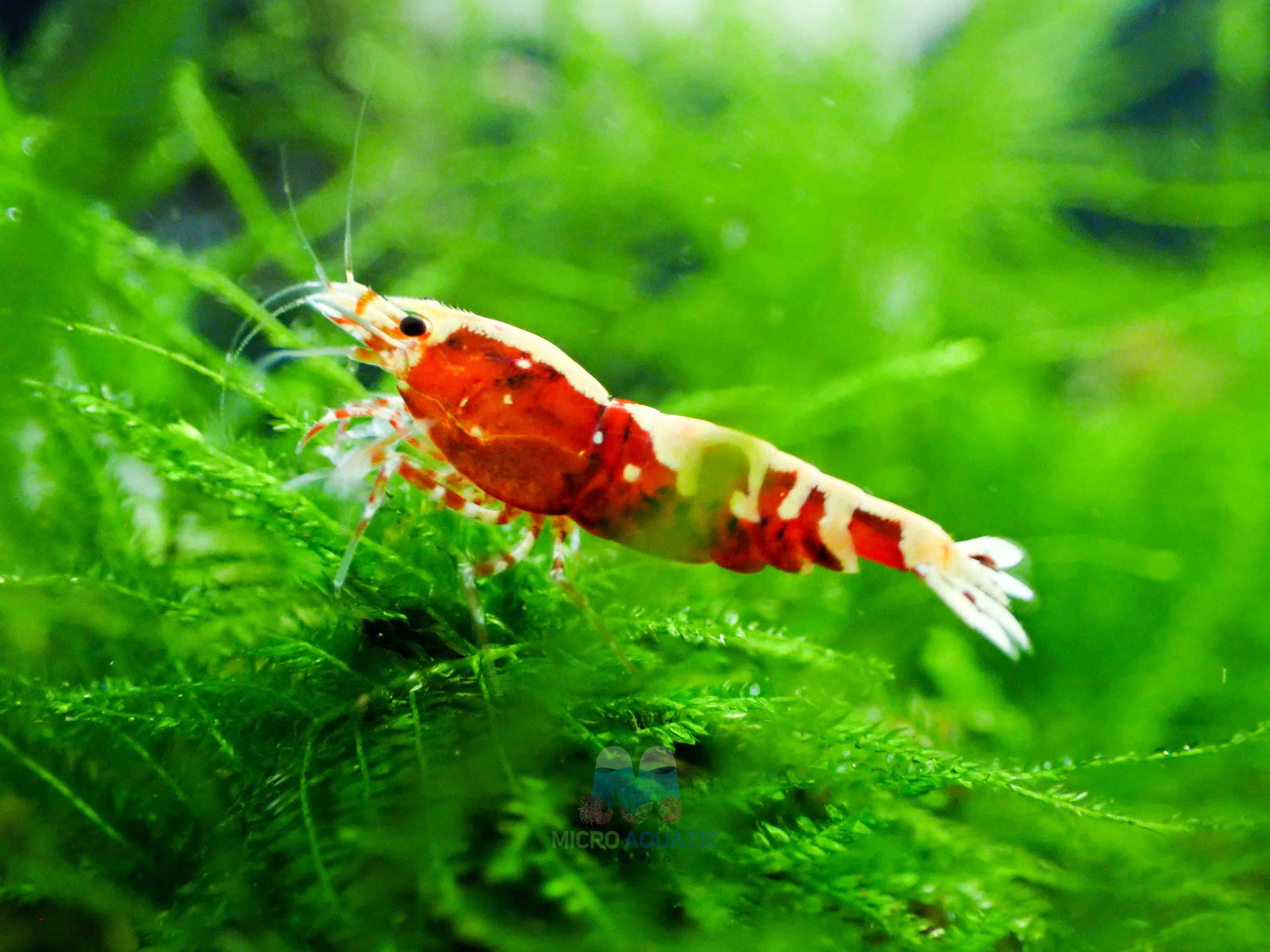 Red Galaxy Tiger Micro Aquatic Shop