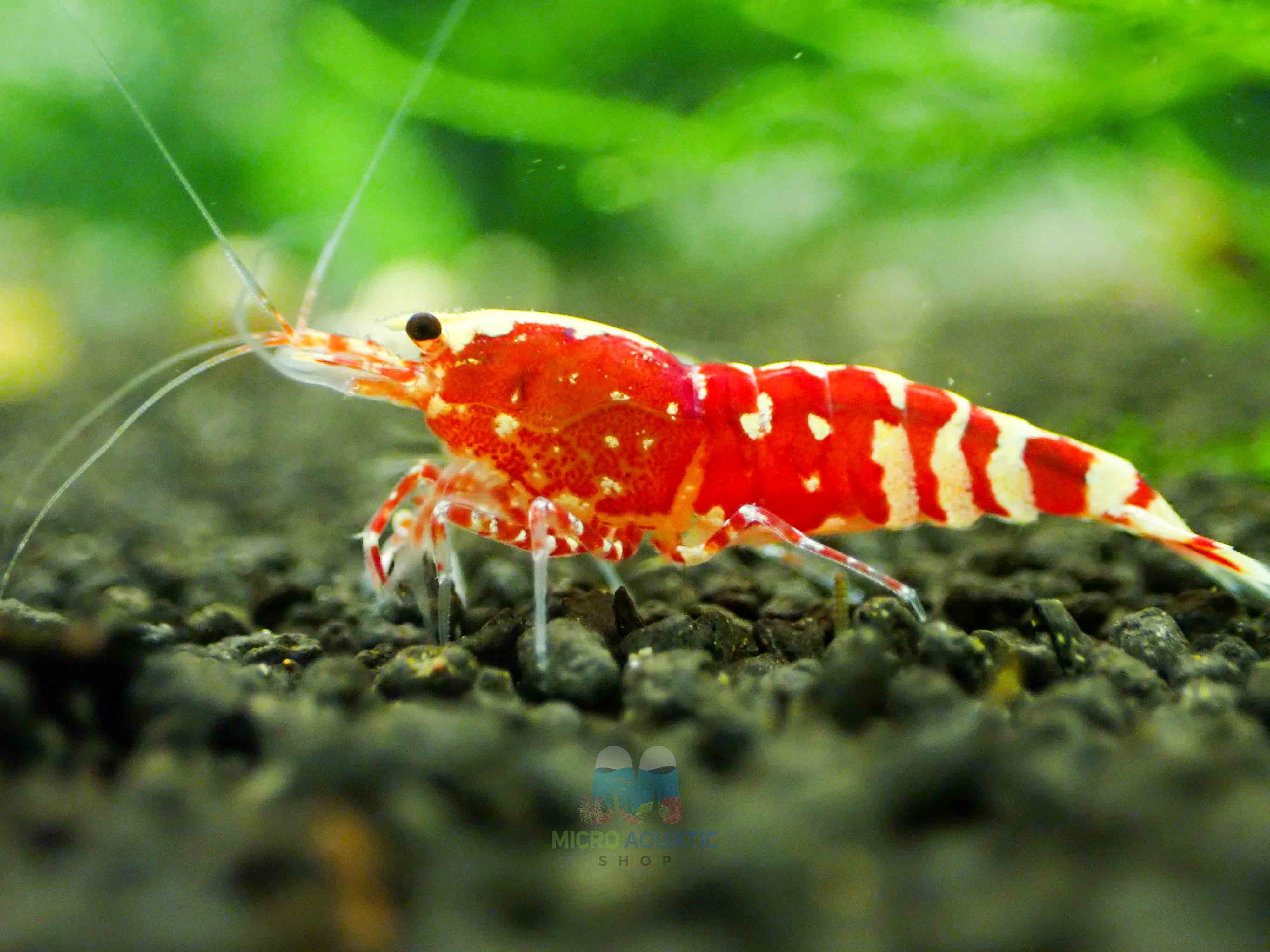 Red Galaxy Tiger Micro Aquatic Shop