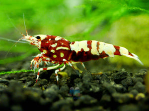 Deep Red Galaxy Tiger Medium - High Grade Micro Aquatic Shop