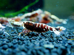 Deep Red Galaxy Tiger Medium - High Grade Micro Aquatic Shop