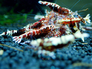 Deep Red Galaxy Tiger Medium - High Grade Micro Aquatic Shop