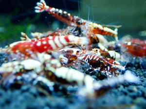 Deep Red Galaxy Tiger Medium - High Grade Micro Aquatic Shop