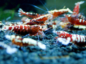 Deep Red Galaxy Tiger Medium - High Grade Micro Aquatic Shop