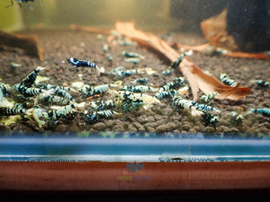 Advanced Nanashi Shrimp - Blue Galaxy Tiger Micro Aquatic Shop