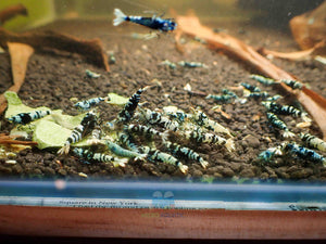 Advanced Nanashi Shrimp - Blue Galaxy Tiger Micro Aquatic Shop