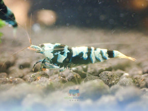 Advanced Nanashi Shrimp - Blue Galaxy Tiger Micro Aquatic Shop