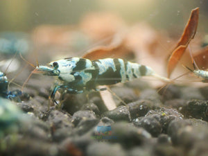 Advanced Nanashi Shrimp - Blue Galaxy Tiger Micro Aquatic Shop