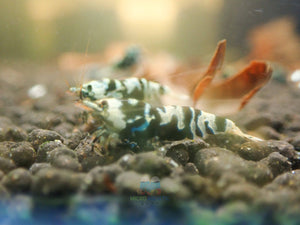 Advanced Nanashi Shrimp - Blue Galaxy Tiger Micro Aquatic Shop