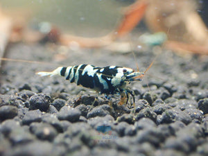 Advanced Nanashi Shrimp - Blue Galaxy Tiger Micro Aquatic Shop