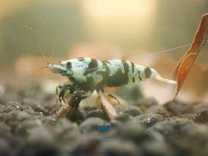 Advanced Nanashi Shrimp - Blue Galaxy Tiger Micro Aquatic Shop