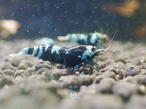 Advanced Nanashi Shrimp - Blue Galaxy Tiger Micro Aquatic Shop