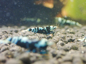 Advanced Nanashi Shrimp - Blue Galaxy Tiger Micro Aquatic Shop