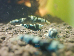 Advanced Nanashi Shrimp - Blue Galaxy Tiger Micro Aquatic Shop
