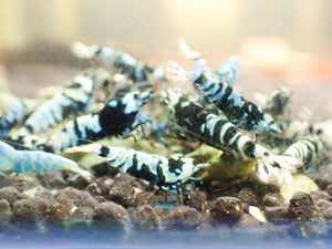 Advanced Nanashi Shrimp - Blue Galaxy Tiger Micro Aquatic Shop