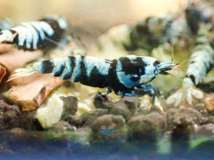 Advanced Nanashi Shrimp - Blue Galaxy Tiger Micro Aquatic Shop