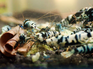 Advanced Nanashi Shrimp - Blue Galaxy Tiger Micro Aquatic Shop