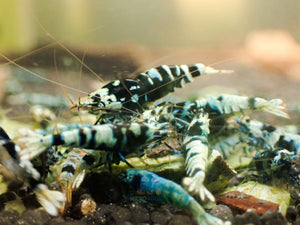 Advanced Nanashi Shrimp - Blue Galaxy Tiger Micro Aquatic Shop