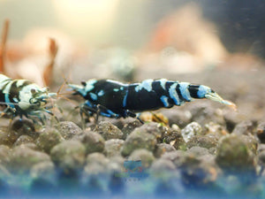 Advanced Nanashi Shrimp - Blue Galaxy Tiger Micro Aquatic Shop