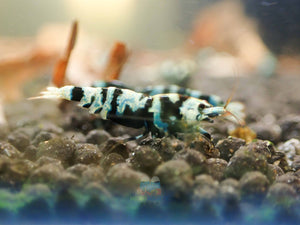 Advanced Nanashi Shrimp - Blue Galaxy Tiger Micro Aquatic Shop