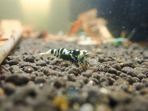 Advanced Nanashi Shrimp - Blue Galaxy Tiger Micro Aquatic Shop