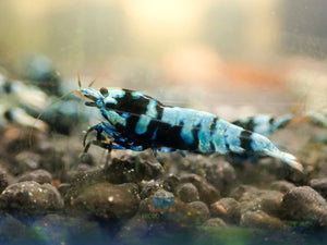 Advanced Nanashi Shrimp - Blue Galaxy Tiger Micro Aquatic Shop
