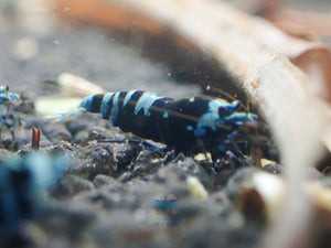 Advanced Nanashi Shrimp - Blue Galaxy Tiger Micro Aquatic Shop