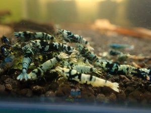 Advanced Nanashi Shrimp - Blue Galaxy Tiger Micro Aquatic Shop