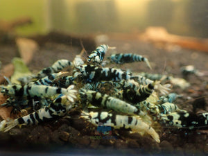 Advanced Nanashi Shrimp - Blue Galaxy Tiger Micro Aquatic Shop