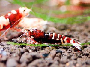 Deep Red Galaxy Tiger Medium - High Grade Micro Aquatic Shop