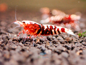 Deep Red Galaxy Tiger Medium - High Grade Micro Aquatic Shop