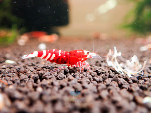 Red Galaxy Tiger Micro Aquatic Shop