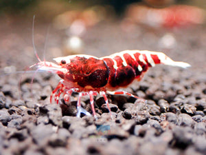 Deep Red Galaxy Tiger Medium - High Grade Micro Aquatic Shop